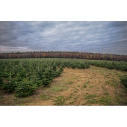 Sapin Nordmann naturel | SAPINS.BE SRL