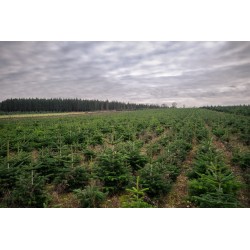 Sapin Nordmann naturel | SAPINS.BE SRL