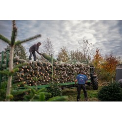 Sapin Nordmann naturel | SAPINS.BE SRL