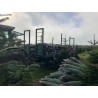 Sapin Nordmann naturel | SAPINS.BE SRL