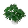 Palm plant Palm plant