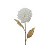 Snowy Dahlia Snowy Dahlia